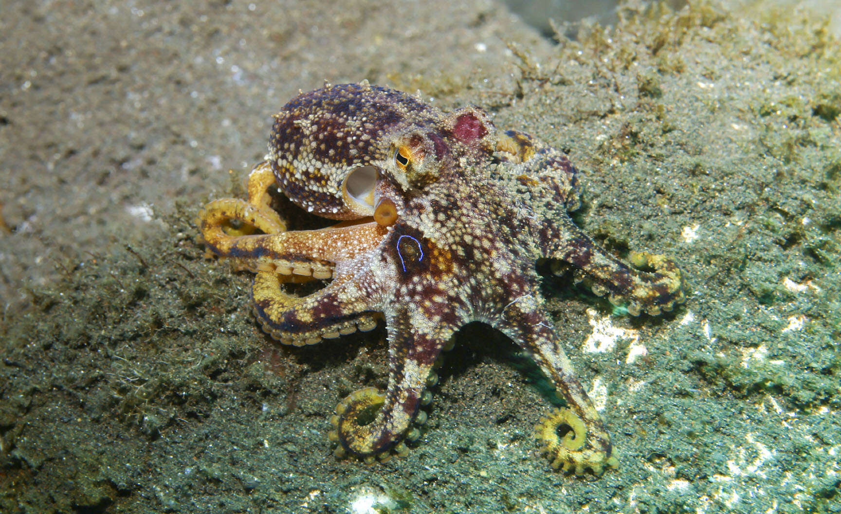 Image of Amphioctopus siamensis (Nateewathana & Norman 1999)