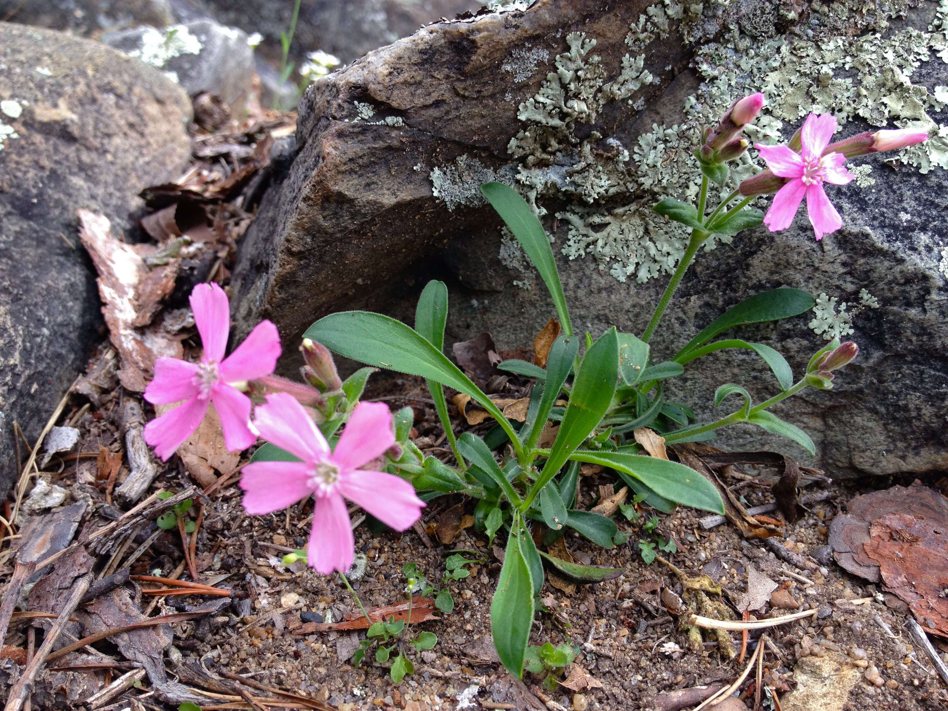 Image of sticky catchfly