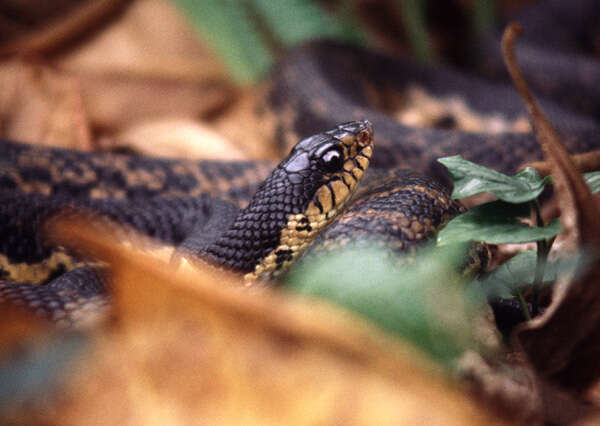 Image of Malagasy hognose snake