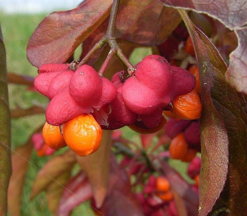 Image of Common spindle tree