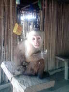 Image of white-faced capuchin