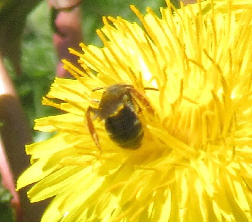 Image of Andrena hippotes Robertson 1895