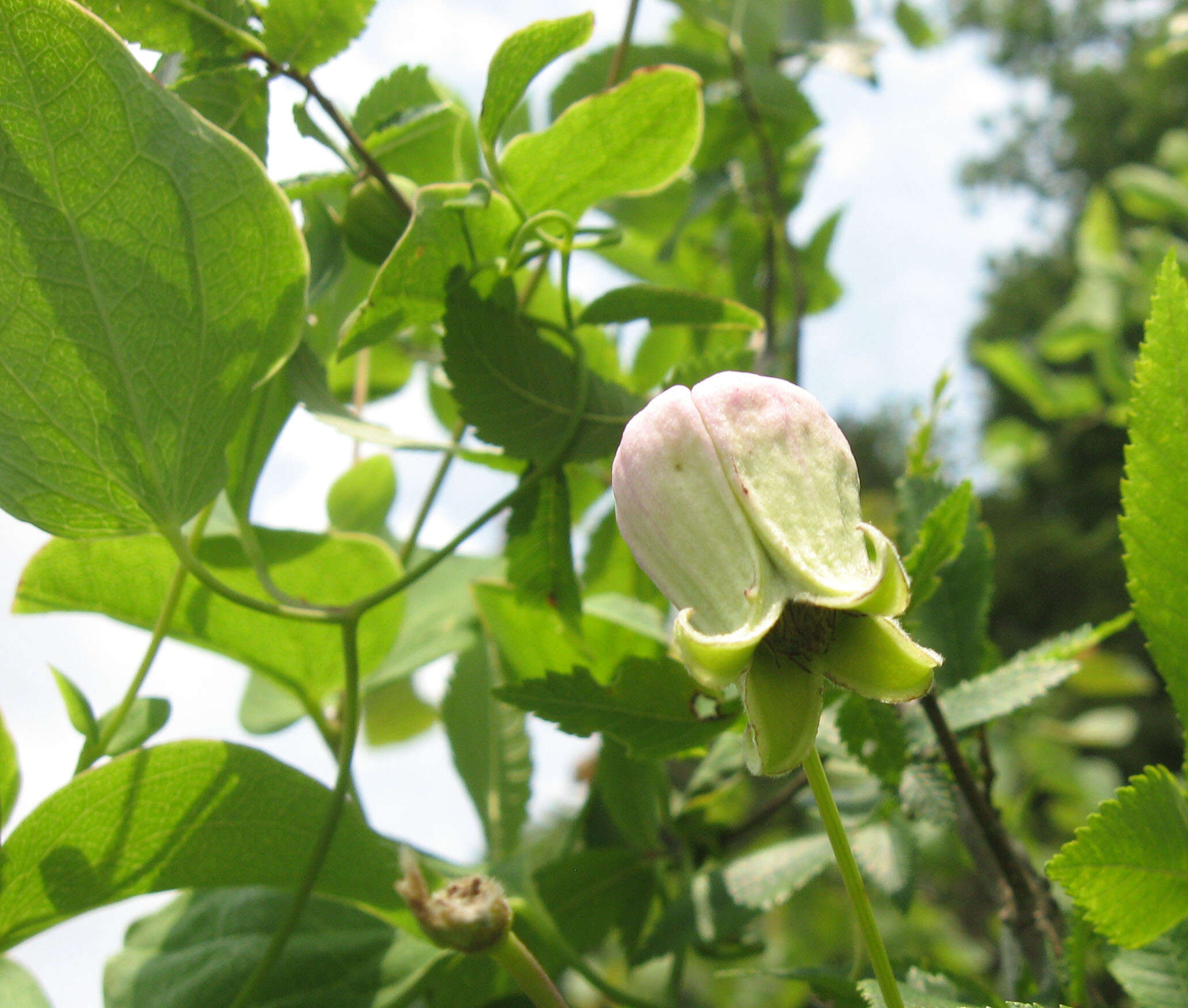 Image of pale leather flower