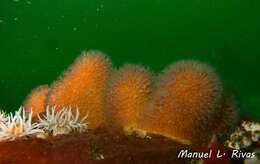 Image of Dead man’s fingers