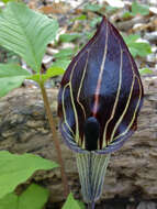 Слика од Arisaema triphyllum (L.) Schott