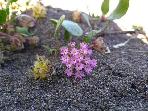 Image of pink sand verbena