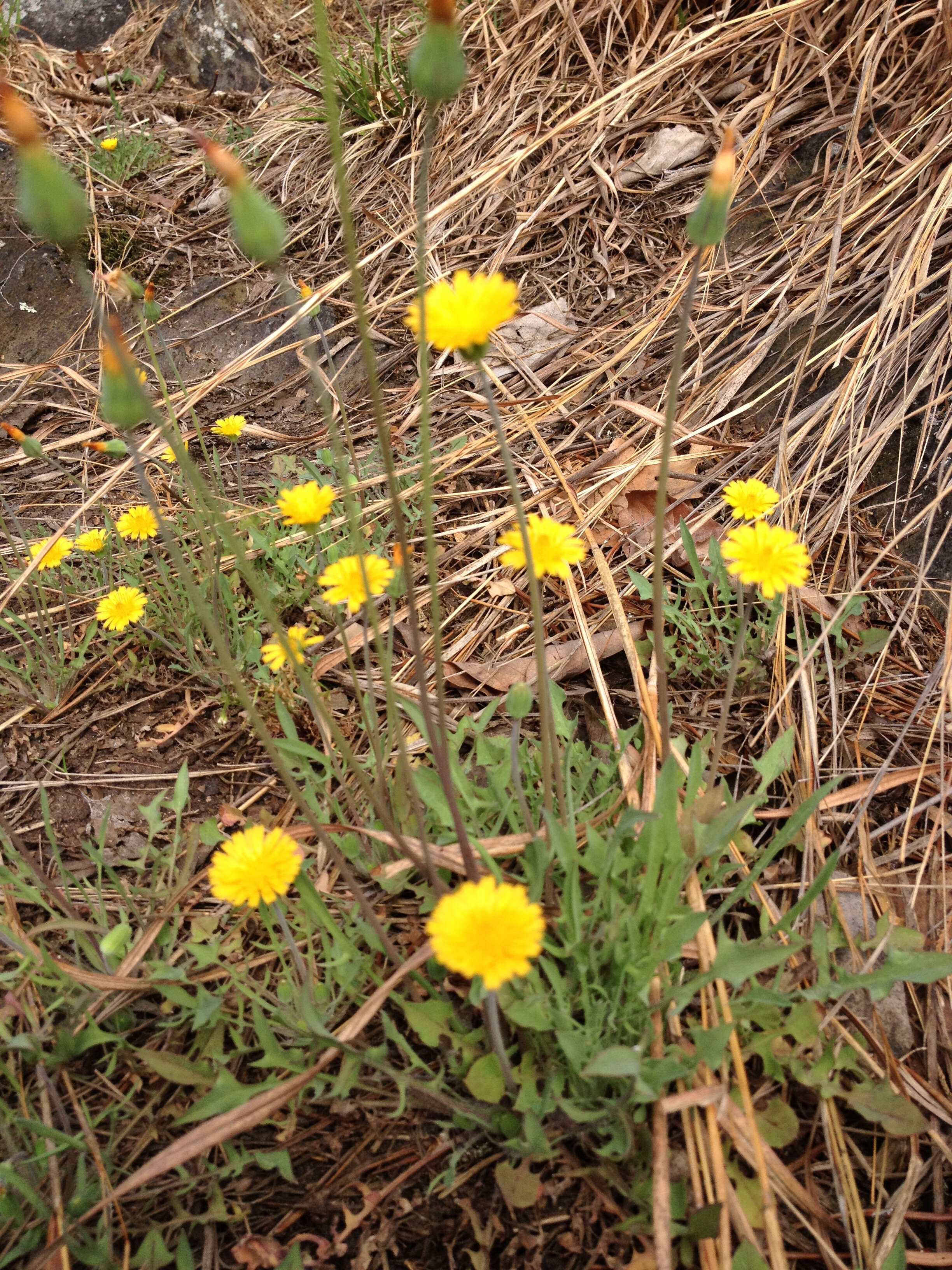 Image of Dwarf dandelion