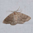 Nepytia semiclusaria Walker 1862 resmi