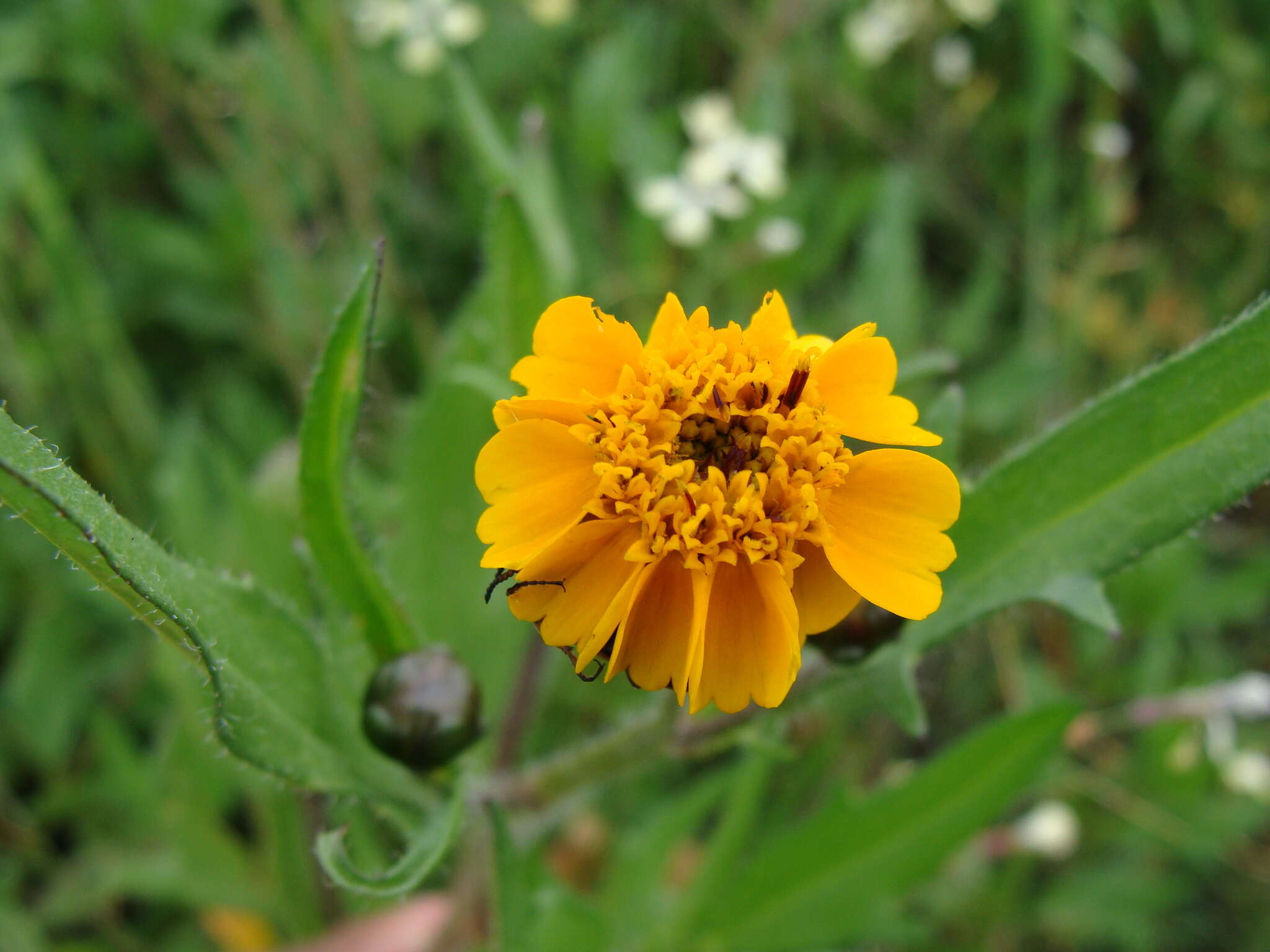 Image de Tridax trilobata (Cav.) Hemsl.