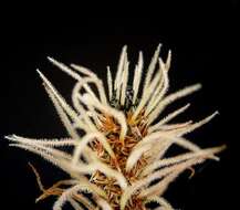 Image of Ribwort Plantain