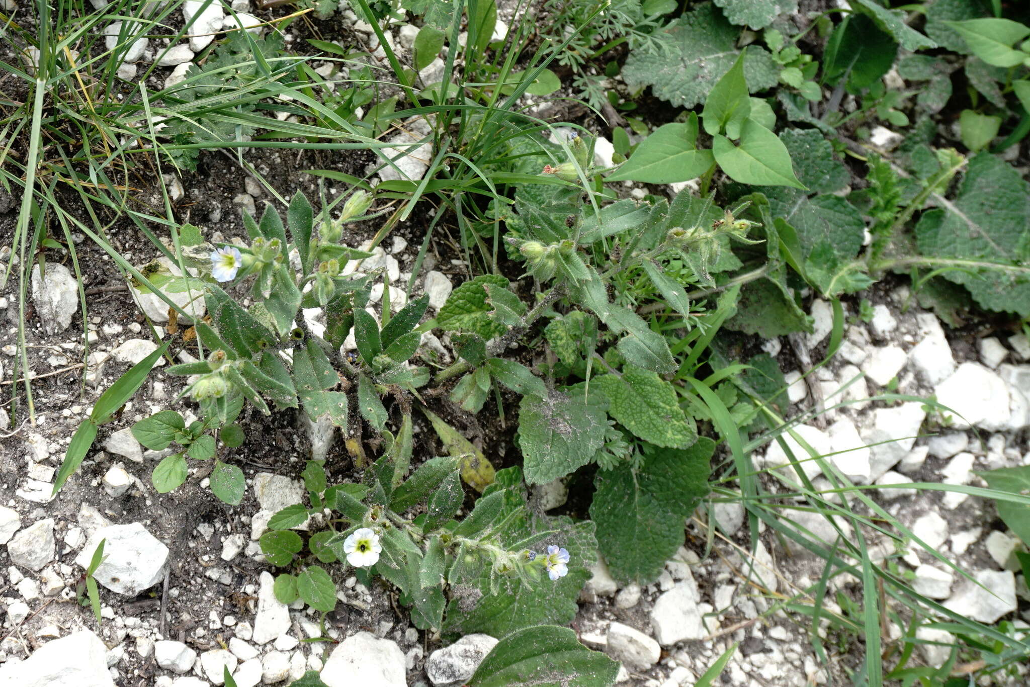 صورة Nonea versicolor (Stev.) Sweet