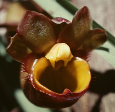 Image of <i>Catasetum longifolium</i> Lindl.
