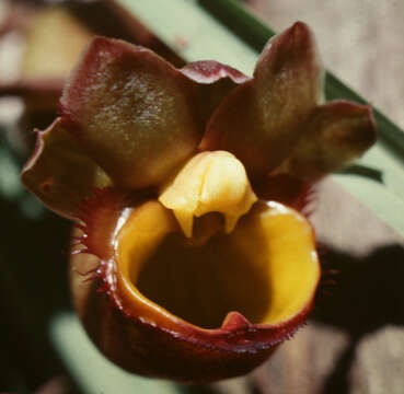 Catasetum longifolium Lindl.的圖片