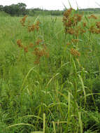 Imagem de Scirpus lushanensis Ohwi