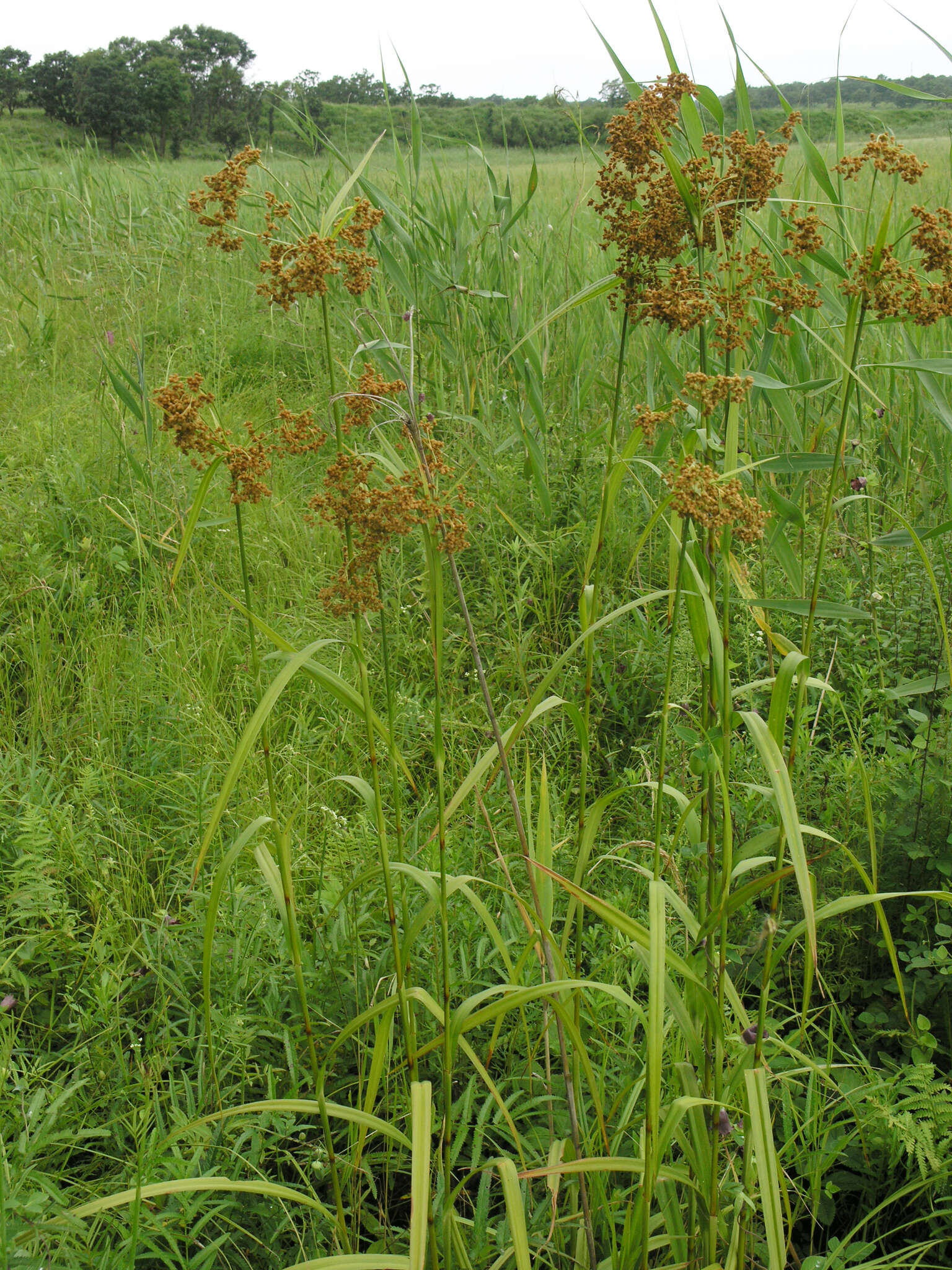 Imagem de Scirpus lushanensis Ohwi