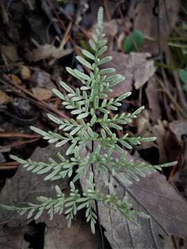 Imagem de Gaga marginata (Kunth) Fay W. Li & Windham