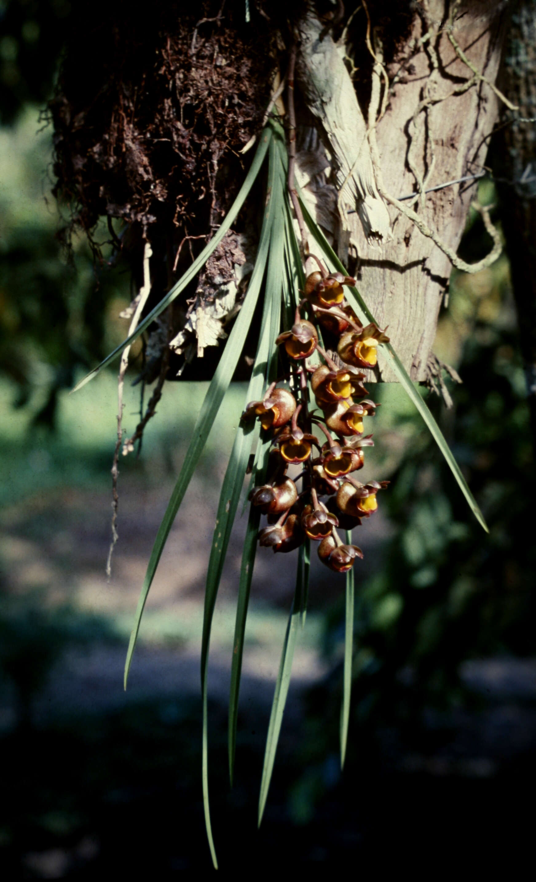 Catasetum longifolium Lindl.的圖片