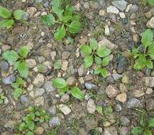 Image of Broadleaf Plantain