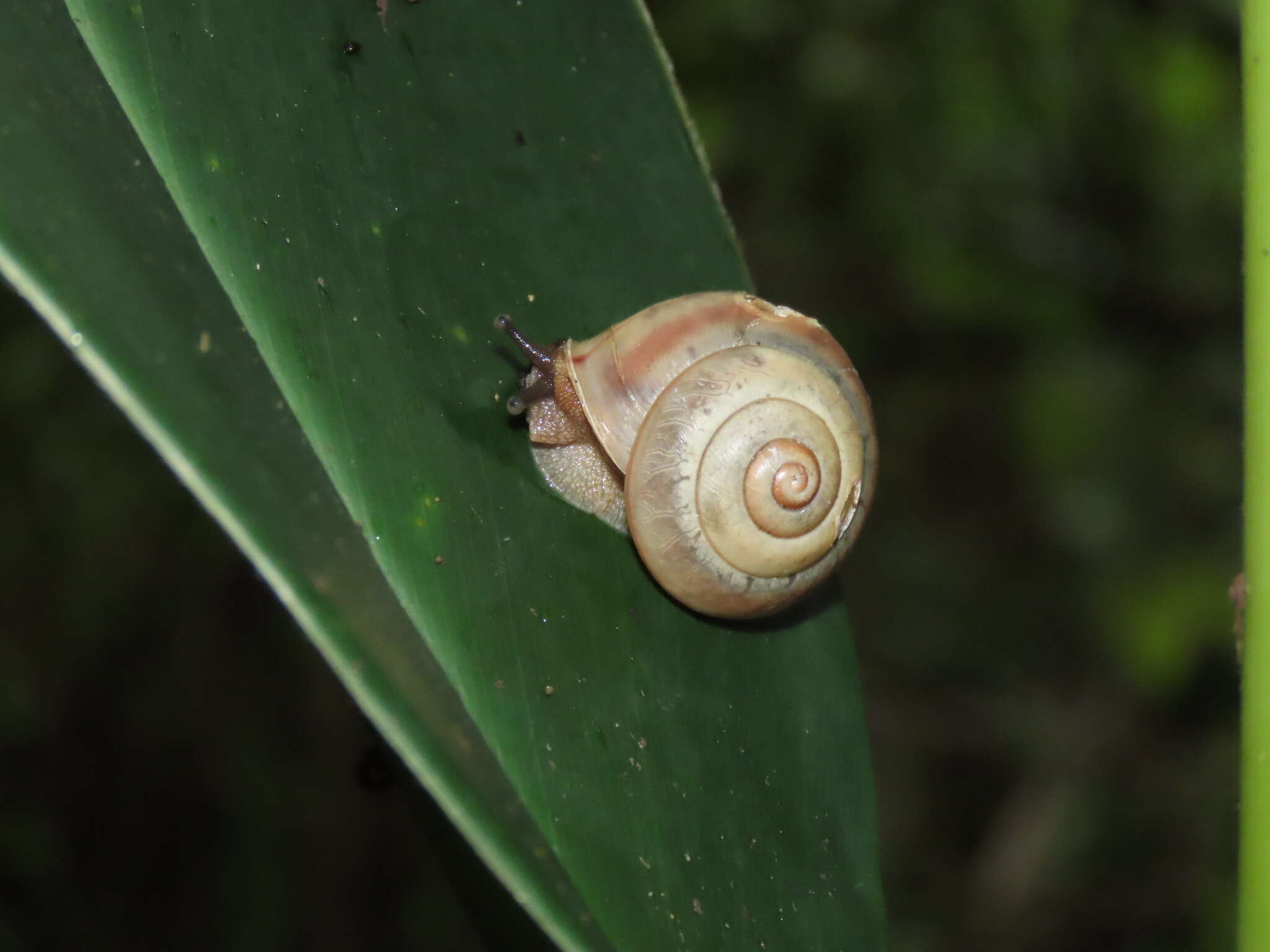 Image of Satsuma wenshini S.-P. Wu & C-L. Tsai 2014