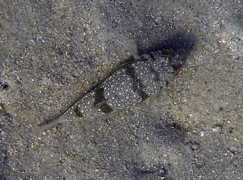 Image of Banded Toadfish