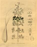 Image of Oeceoclades saundersiana (Rchb. fil.) Garay & P. Taylor