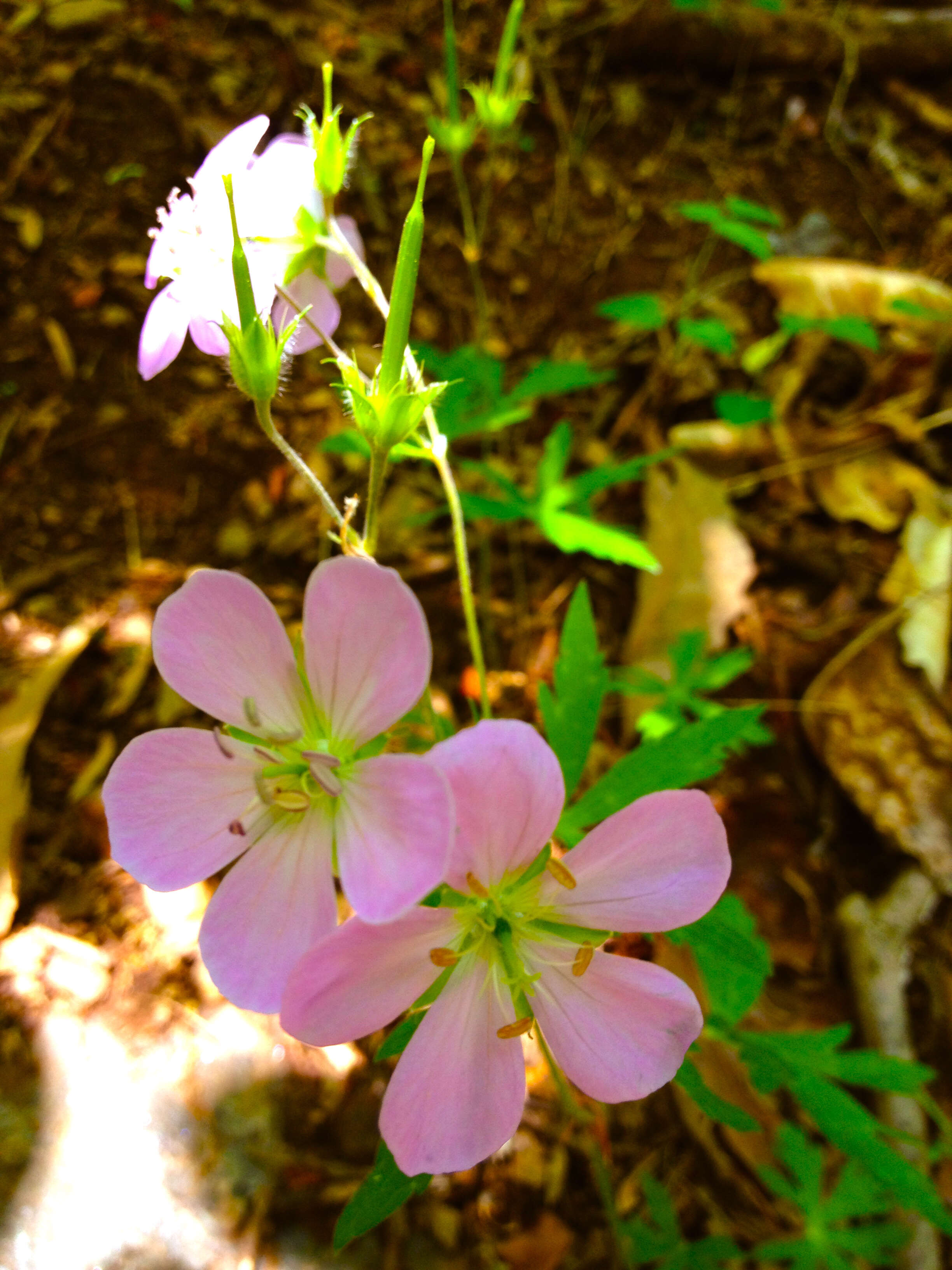 Image of spotted geranium