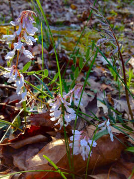 Imagem de Vicia caroliniana Walter