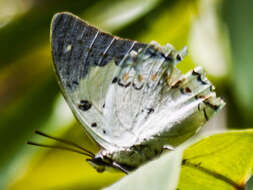 Image of Polyura delphis Doubleday 1843