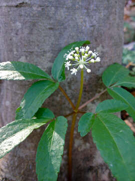 Imagem de Panax trifolius L.