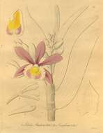 Image of Sobralia dichotoma Ruiz & Pav.