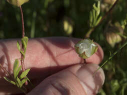 Image of Butte County meadowfoam