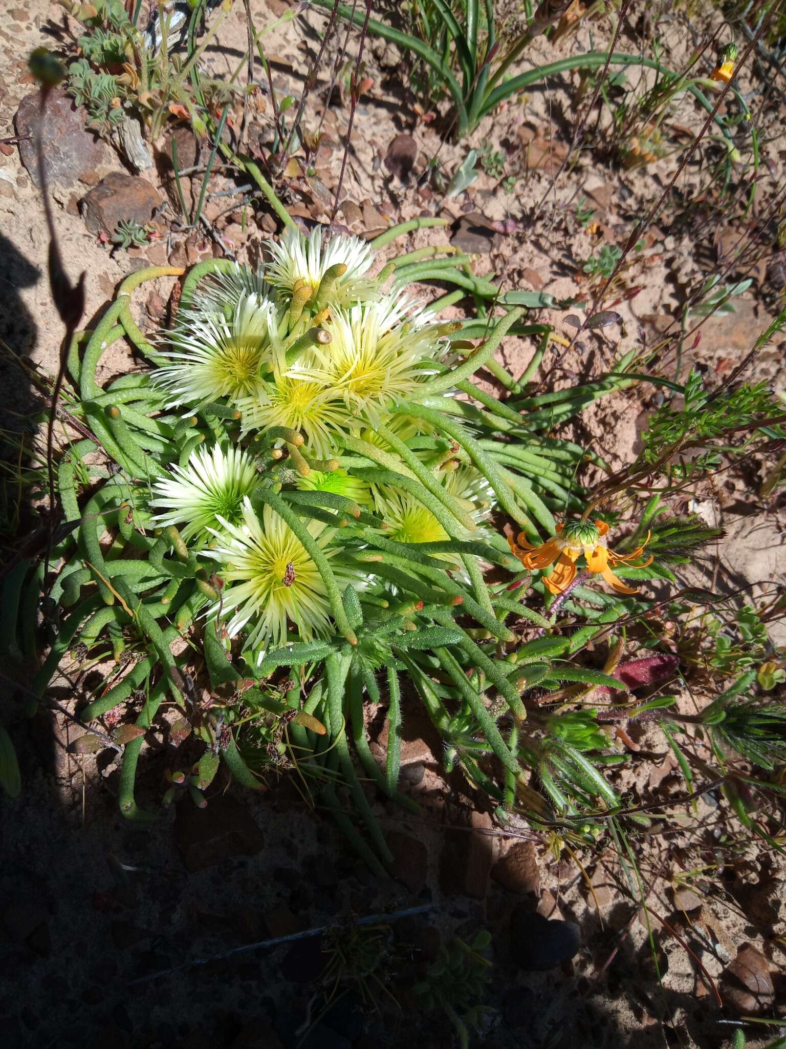 Слика од Mesembryanthemum tenuiflorum Jacq.