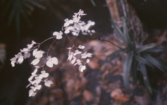 Imagem de Ionopsis utricularioides (Sw.) Lindl.