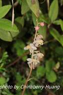 Image of Pyrola morrisonensis (Hayata) Hayata