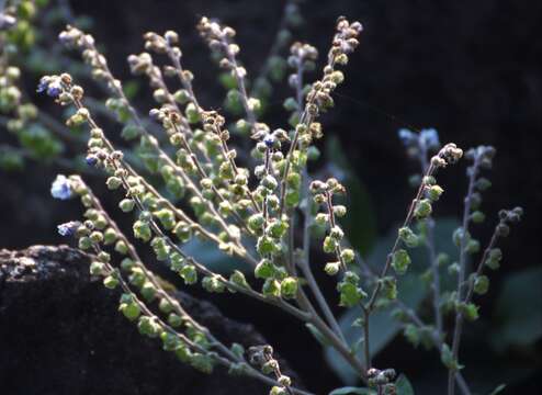 Cynoglossum malabaricum (C. B. Cl.) Riedl resmi