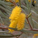 Image of Acacia brachystachya Benth.