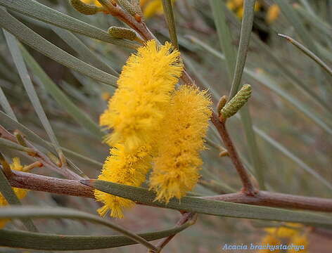 Sivun Acacia brachystachya Benth. kuva