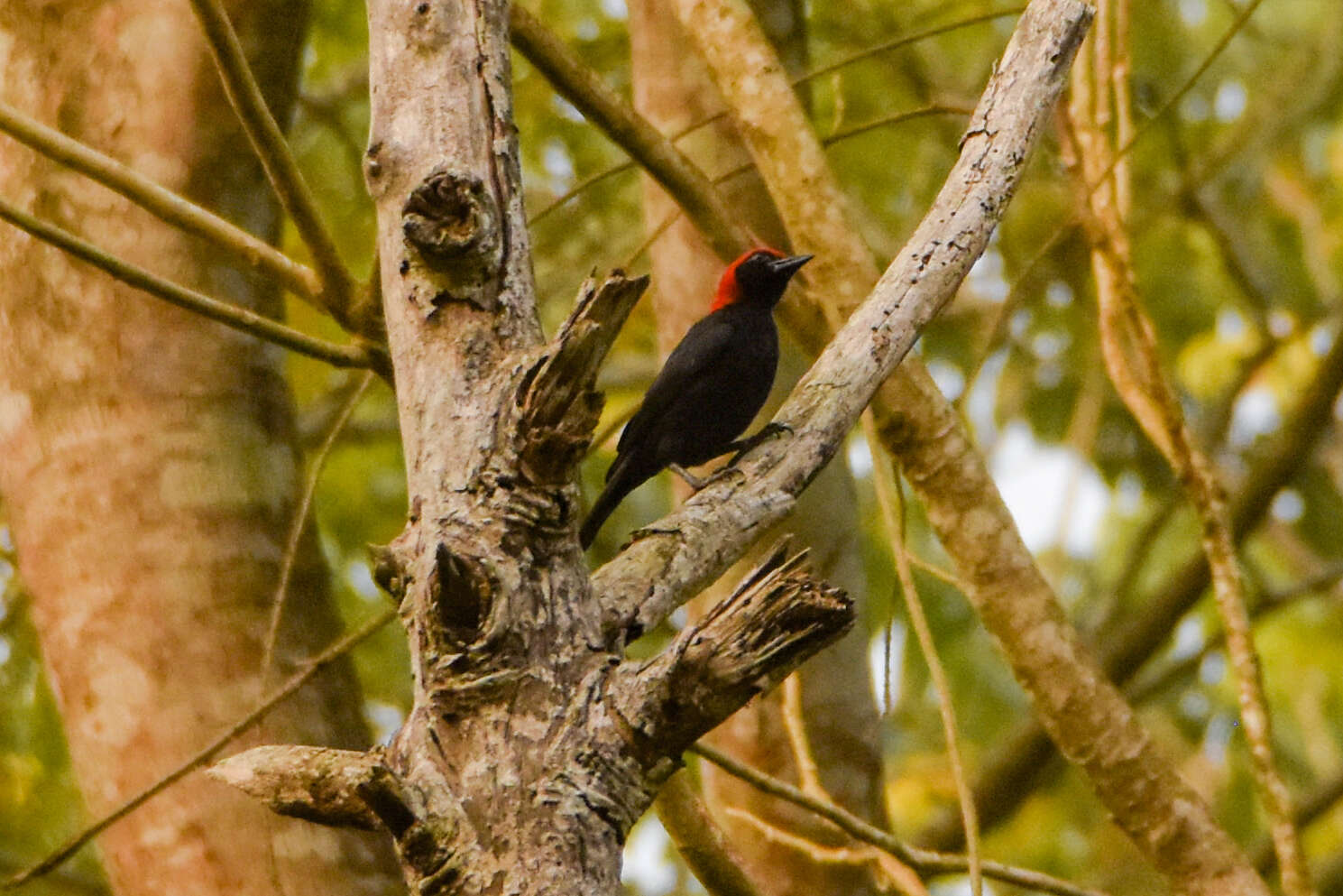 Image of Red-headed Malimbe