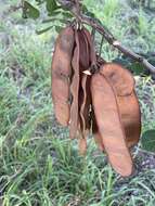 Image of Large-leaved albizia