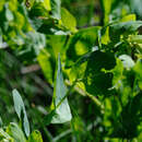 Imagem de Cerinthe minor subsp. auriculata (Ten.) Domac