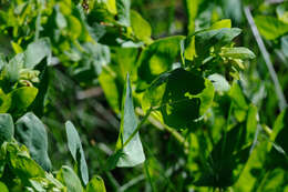 Image of Cerinthe minor subsp. auriculata (Ten.) Domac