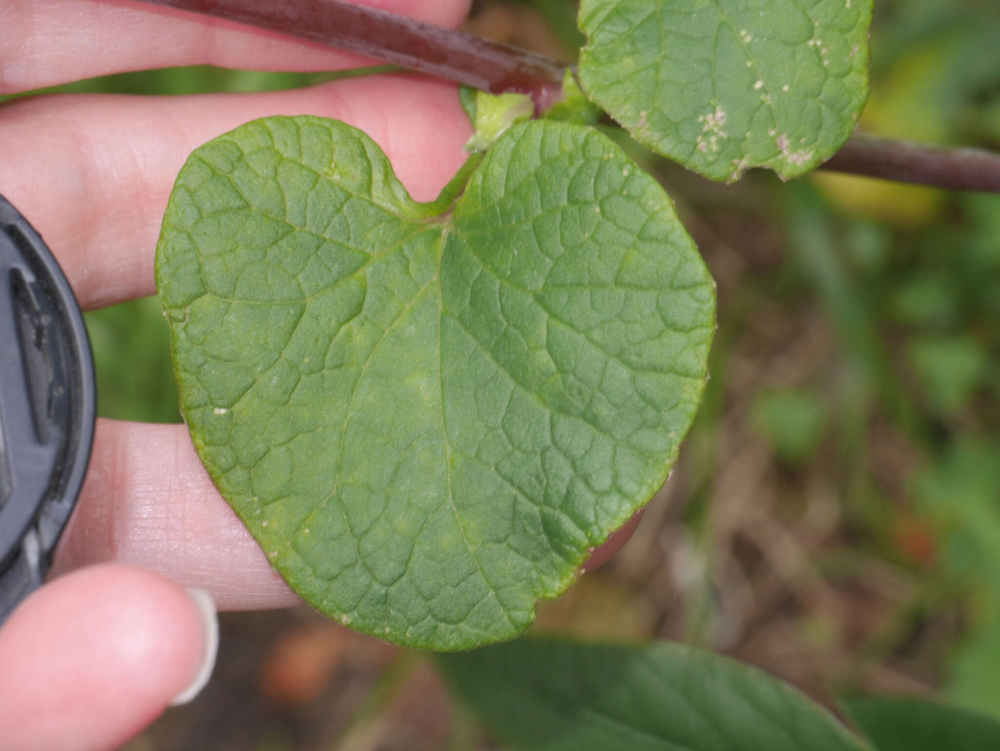 Image of Pericallis webbii (Sch. Bip.) C. Bolle