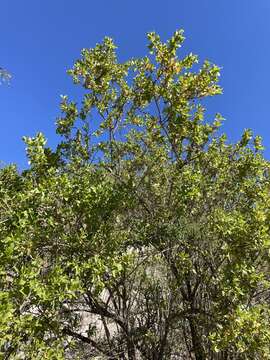 Image of Nahuatlea arborescens (Brandegee) V. A. Funk