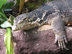 Image of Common Water Monitor