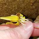 Imagem de Erythronium umbilicatum subsp. umbilicatum