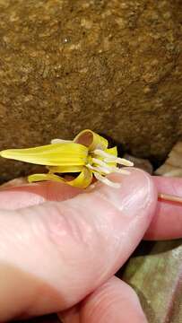 Image of dimpled troutlily