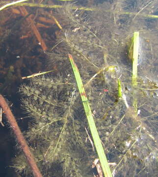 Imagem de Utricularia stellaris L. fil.