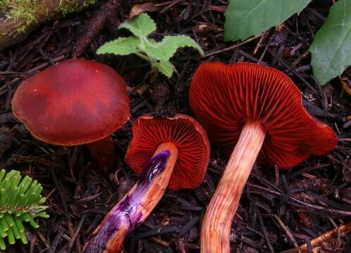 Image of Cortinarius californicus A. H. Sm. 1939