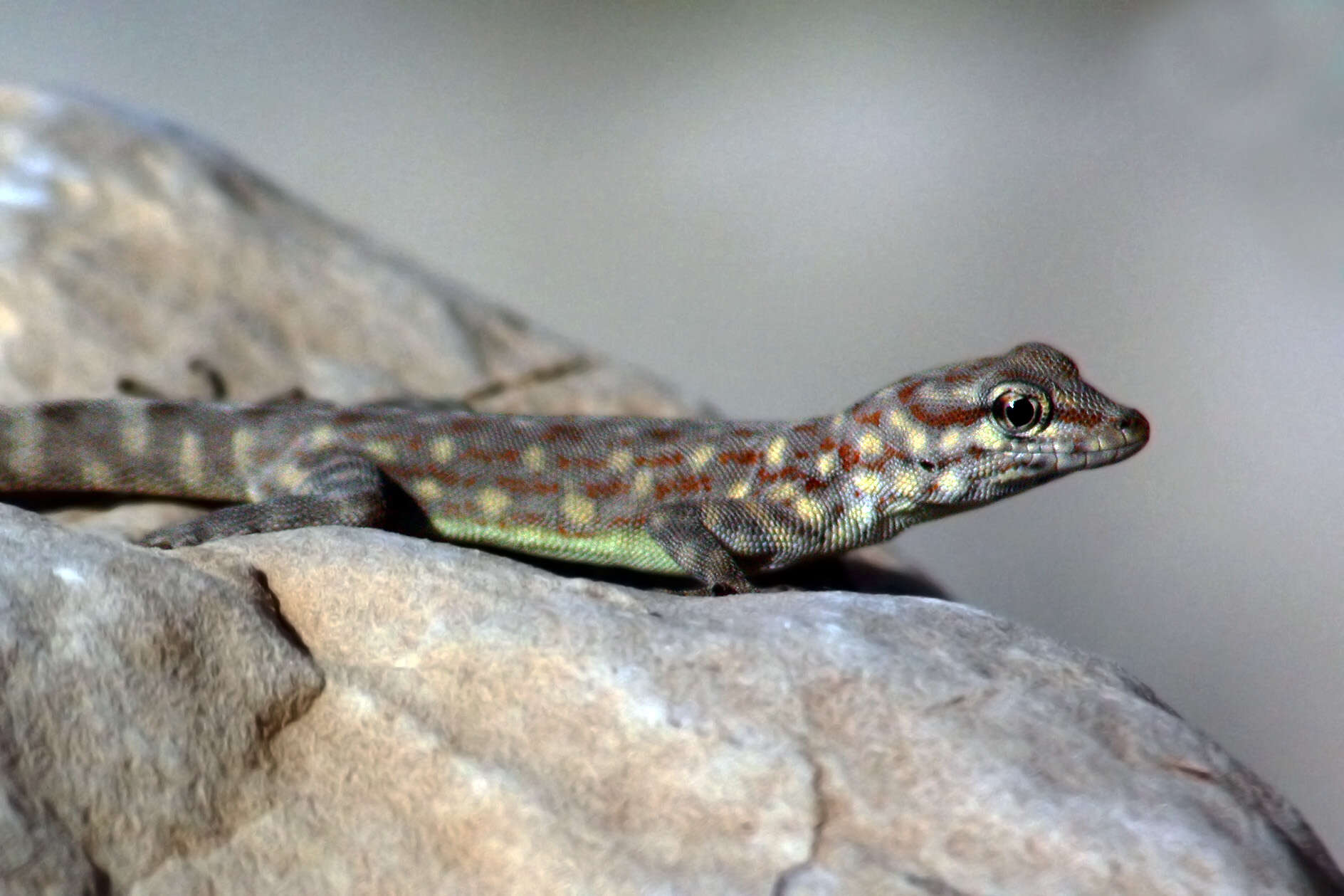 Image of Blandford's Semaphore Gecko