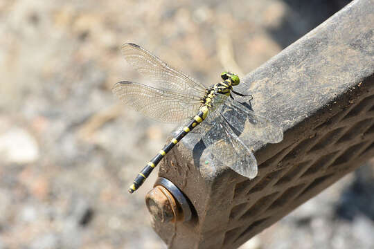 Imagem de Burmagomphus collaris (Needham 1929)